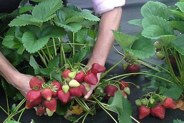 Hvordan dyrke en jordbærsort Syria, hvordan å bry seg