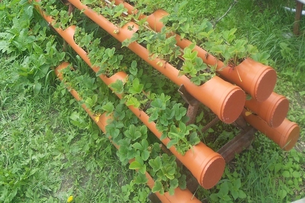 Mga strawberry sa mga tubo: isang pagpapakilala