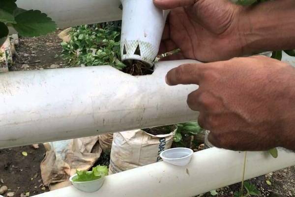 Stroberi dalam paip PVC: bagaimana membina struktur yang diperlukan