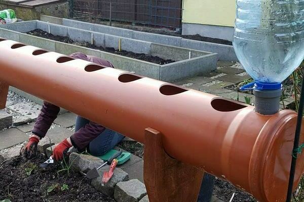 A bed for strawberries from a pipe: care