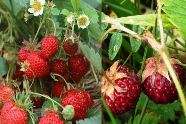 Strawberry Victoria: a description of the history