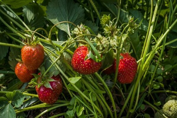 Larawan ng Strawberry Victoria, mga patakaran ng teknolohiyang pang-agrikultura