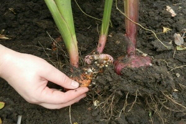 When to dig up gladioli