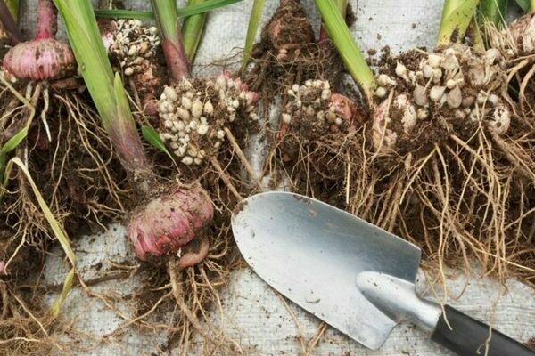 When to dig up gladioli, how to properly