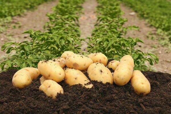 Popis odrody zemiakov Colette, hlavné charakteristiky