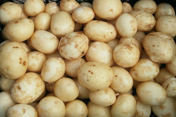 Colette zemiaky opis výhod a nevýhod