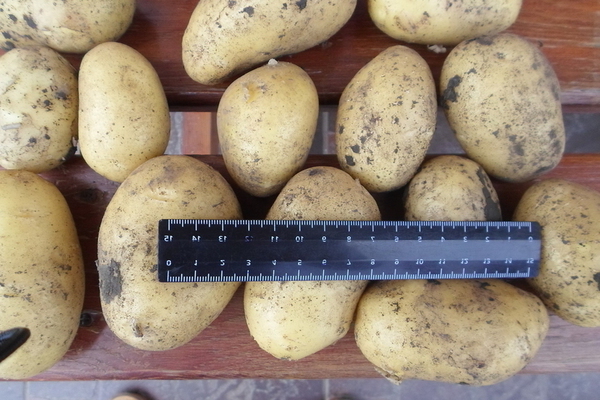 Colombo kartofler: en beskrivelse af fordele og ulemper