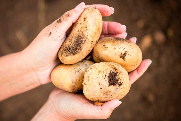 Kolombo bulvės: veislės aprašymas pagal sodinimo datą