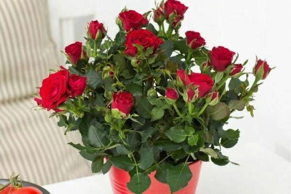 Indoor rose home care: how to choose a rose