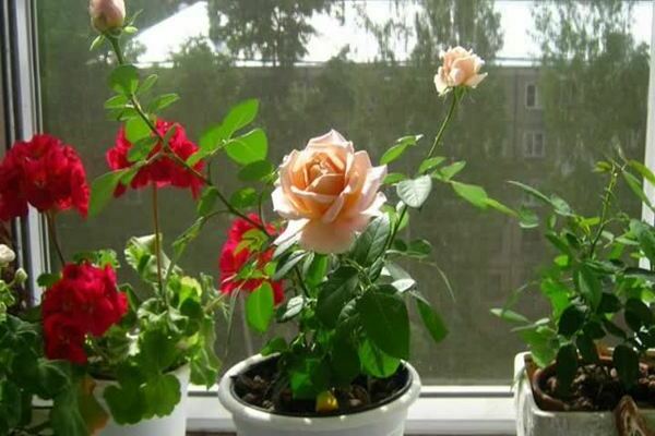 Indoor rose: home care. What to do to adapt