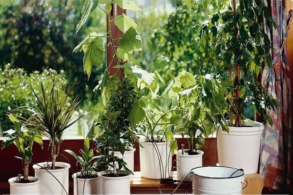 kambarinių augalų priežiūra
