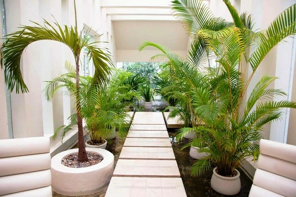 indoor palm