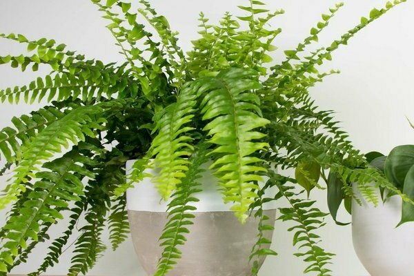 types of indoor plants photo