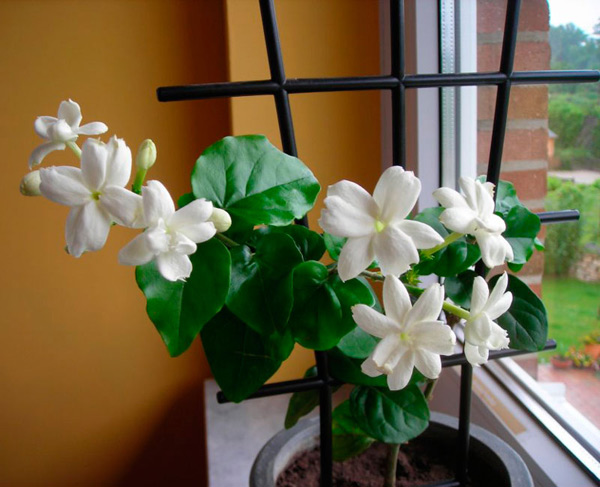 indoor jasmine