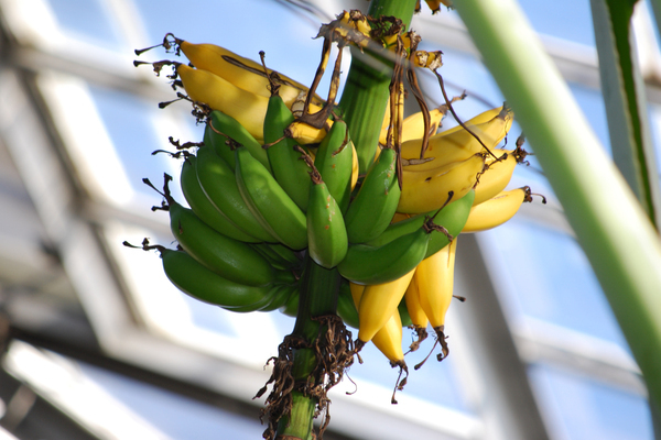 вътрешен банан