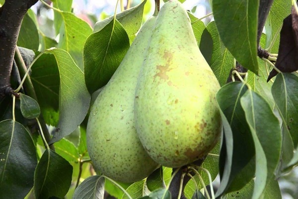 Pear conference