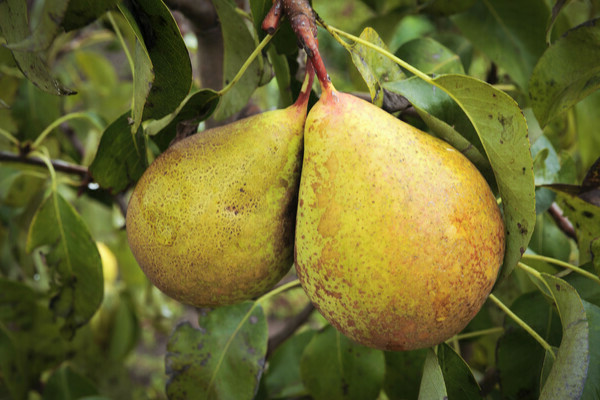 conference pear variety