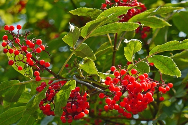 using elderberry red