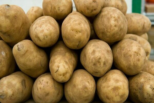 varieti kentang