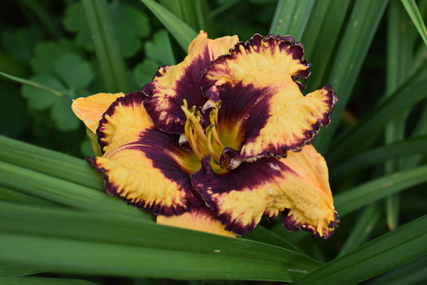daylilies planting and care