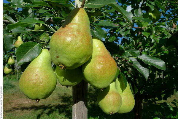 the best pear varieties for medium