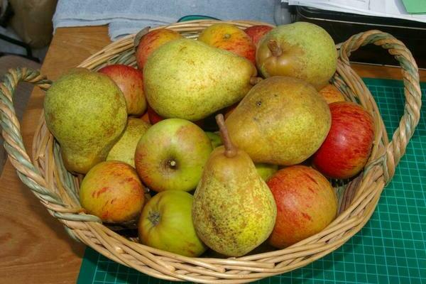 the best pear varieties for the middle lane