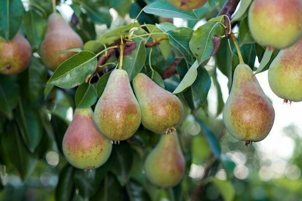 pears best variety description