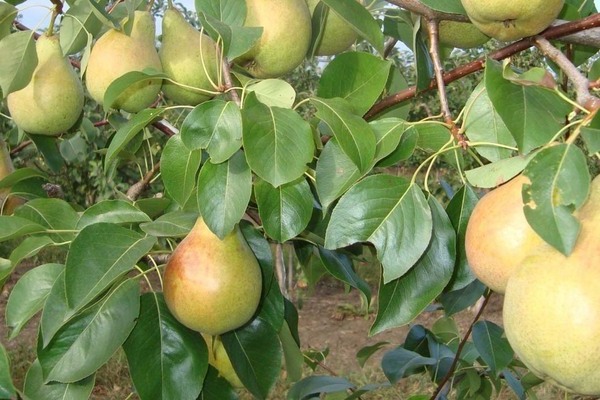 de beste selvfruktbare pæresortene
