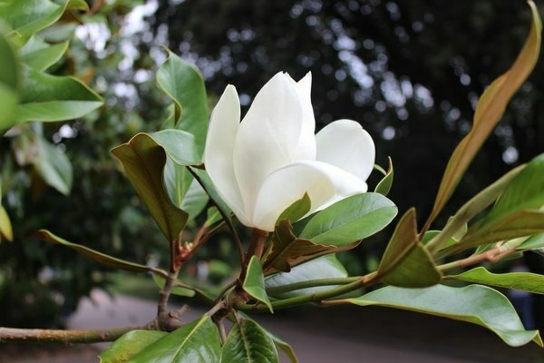 gambar magnolia