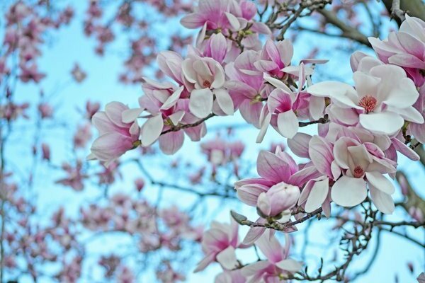 gambar pokok magnolia