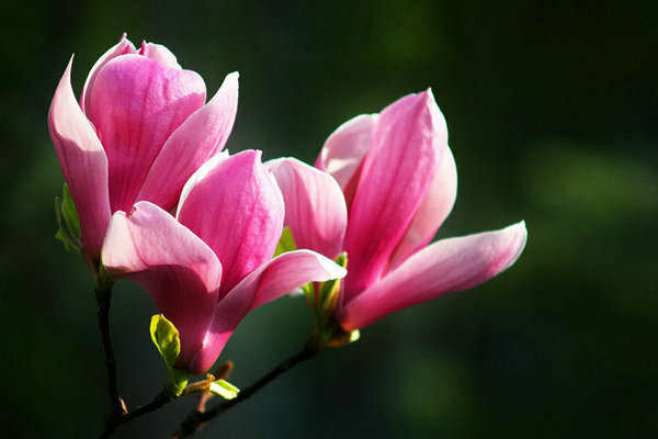 gambar pokok magnolia