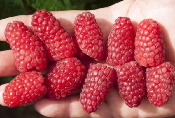 raspberry bryansk marvel