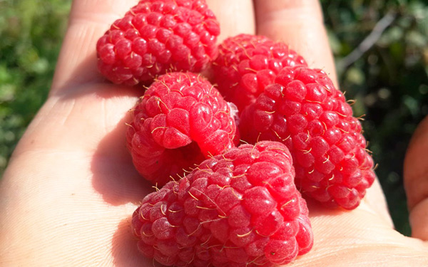 raspberry hercules
