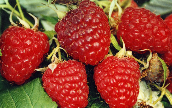 raspberry hercules