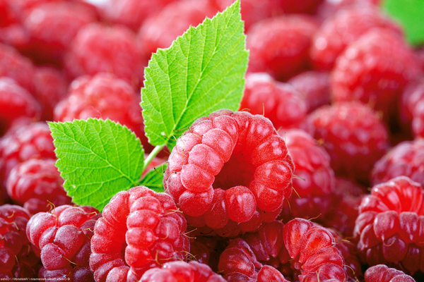 useful properties of raspberries