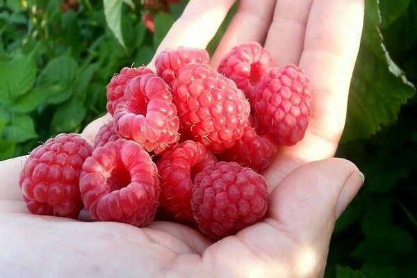 tarusa raspberry