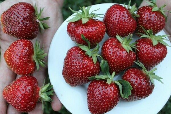 strawberry malvina