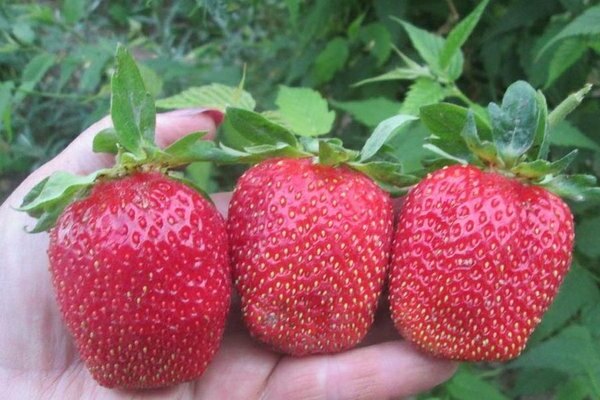 Marshal strawberry: variety description
