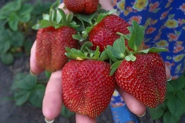 Erdbeere, Klasse Marshal: Eigenschaften