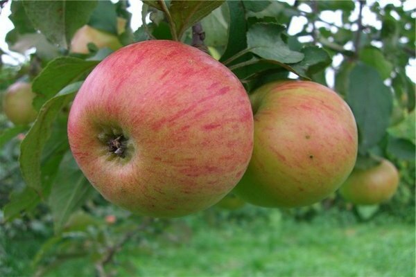 Ябълка гущер: описание на правилата за избор на сорт