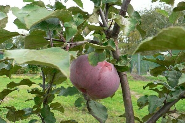 Foto pokok epal Lungwort, perihal penanaman