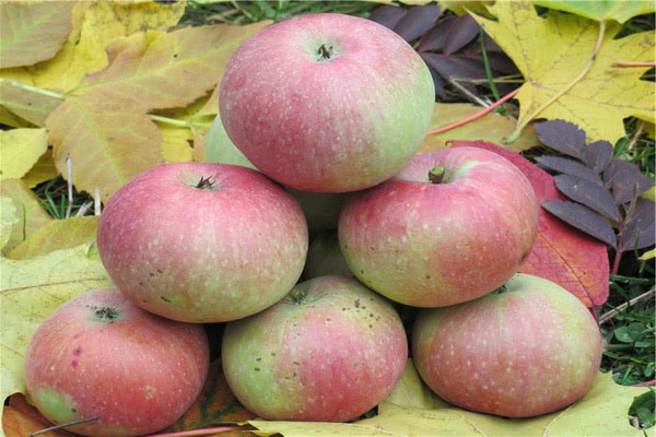 Ябълково дърво Медуница: характеристики