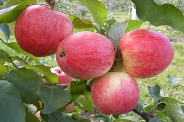 Ябълково дърво Медуница: описание, снимка на плод