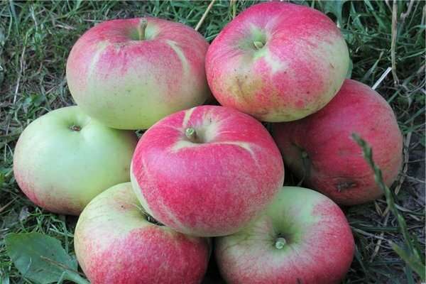 Stablo jabuke lungwort: opis povijesti sorte