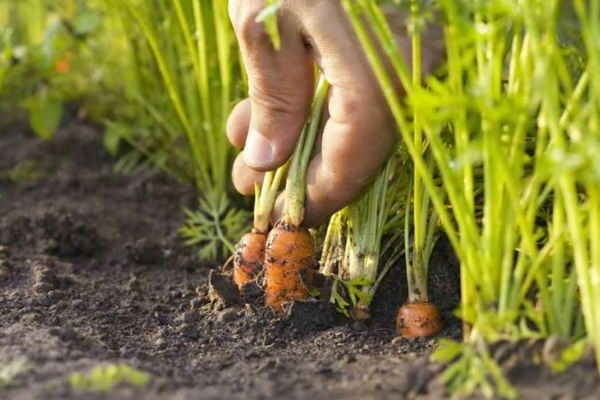 planter des carottes