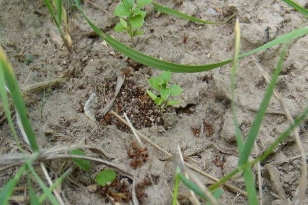 Предотвратяване появата на мравки