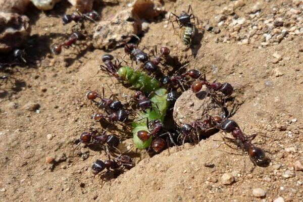 Как да се отървете от мравки