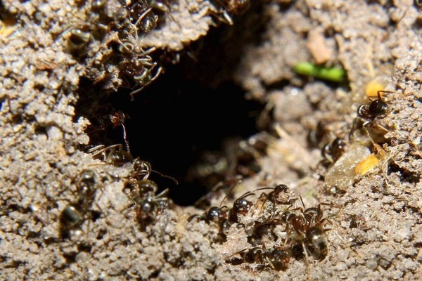 mravce na pozemku