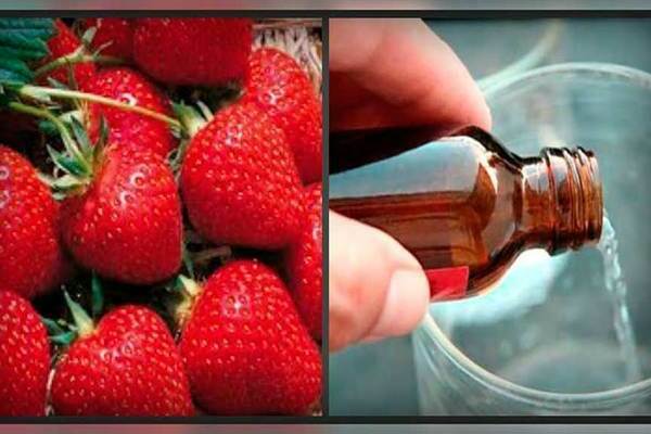 Ammoniak für Erdbeeren