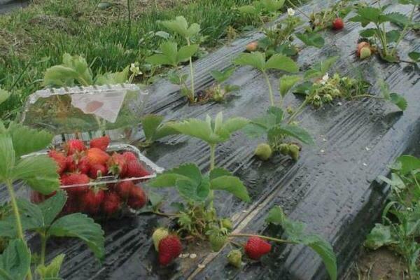 Ammoniak für Erdbeeren